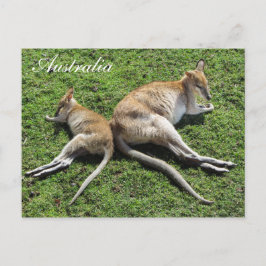 Australien Niedlich Wallaby Postcard Postkarte
