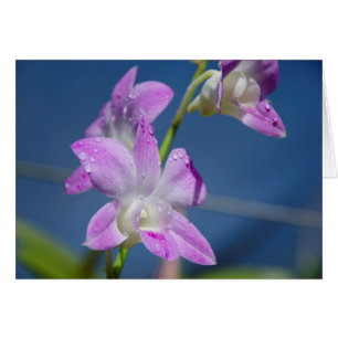 Australien, Nordterritorium, Darwin