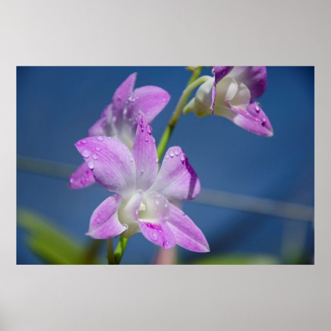 Australien, Nordterritorium, Darwin Poster (Vorne)