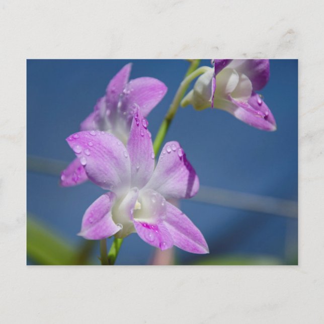 Australien, Nordterritorium, Darwin Postkarte (Vorderseite)