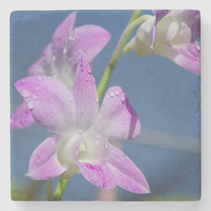 Australien, Nordterritorium, Darwin Steinuntersetzer