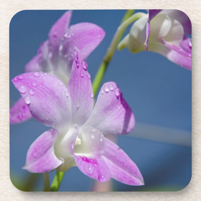 Australien, Nordterritorium, Darwin Untersetzer (Vorderseite)