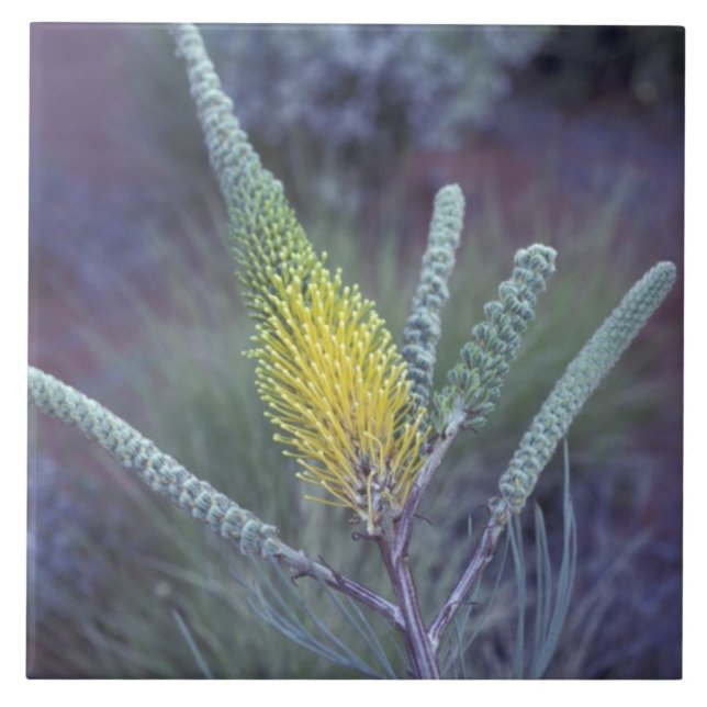 Australien, NT, in der Nähe von Ayers Rock. Spring Fliese (Vorderseite)