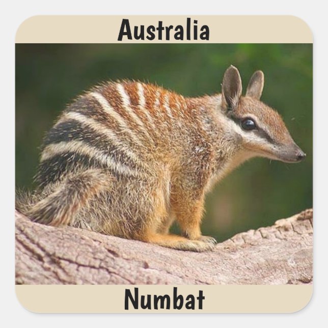 Australien Numbat Quadratischer Aufkleber (Vorderseite)