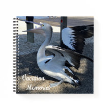 Australien; Pelikan - Reisen