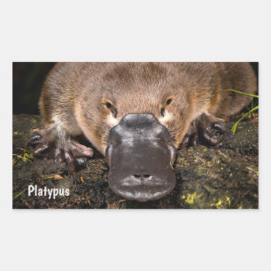 Australien Platypus Rechteckiger Aufkleber