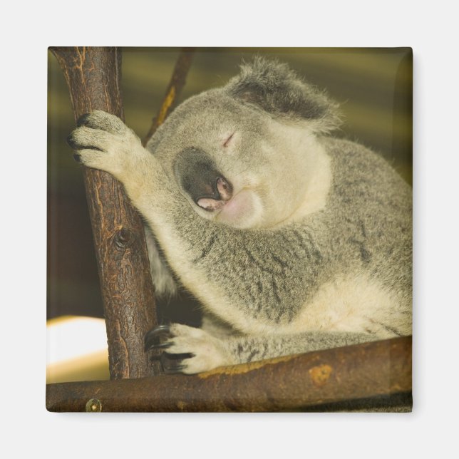 Australien, Queensland, Brisbane. Abb. Tree Magnet (Vorne)