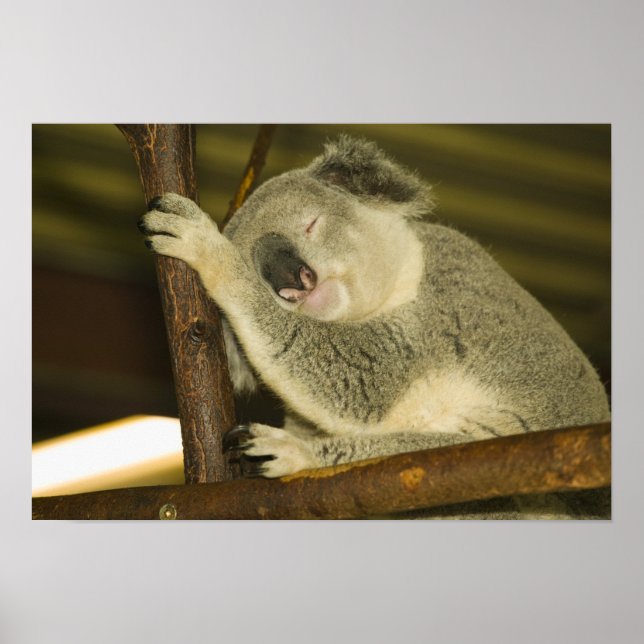 Australien, Queensland, Brisbane. Abb. Tree Poster (Vorne)