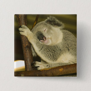 Australien, Queensland, Brisbane. Feigenbaum Button