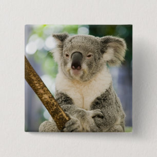 Australien, Queensland, Brisbane, Feigenbaum Button