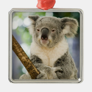 Australien, Queensland, Brisbane, Feigenbaum Silbernes Ornament
