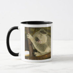 Australien, Queensland, Brisbane. Feigenbaum Tasse