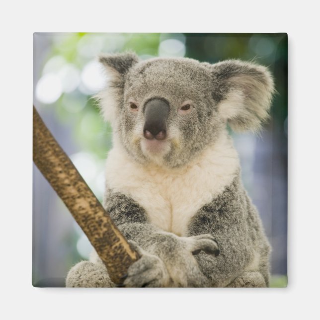 Australien, Queensland, Brisbane, Fig Tree Magnet (Vorne)