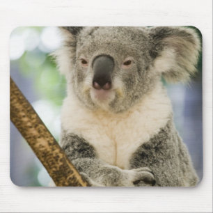 Australien, Queensland, Brisbane, Fig Tree Mousepad