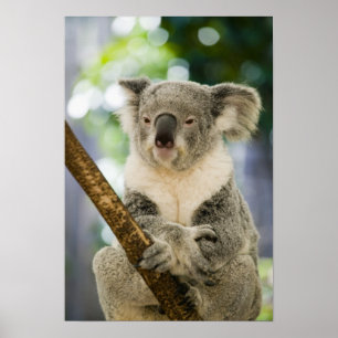 Australien, Queensland, Brisbane, Fig Tree Poster