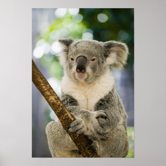 Australien, Queensland, Brisbane, Fig Tree Poster (Vorne)