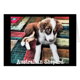 Australien Schäfer Welpe machen Ihre eigene Maßstä
