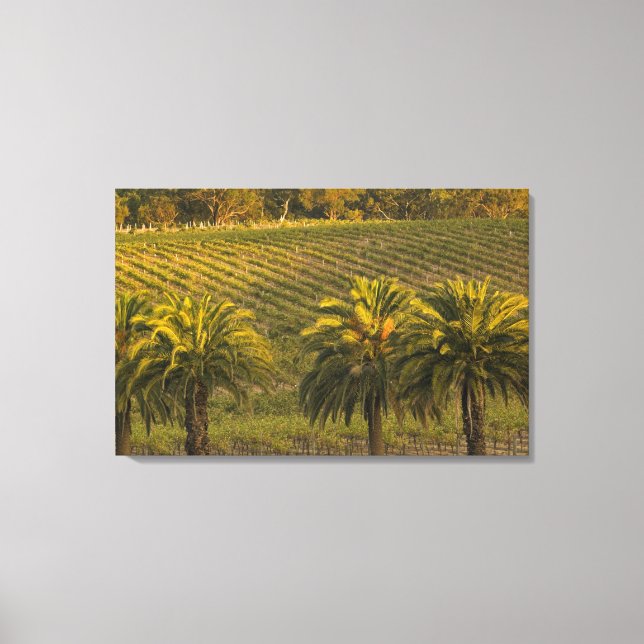 Australien, Südaustralien, Barossatal, Leinwanddruck (Vorderseite)