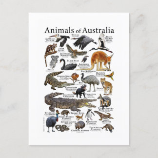 Australien Tierdiagramm Postkarte