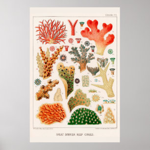 Australien Vintag Great Barrier Reef Coral Poster