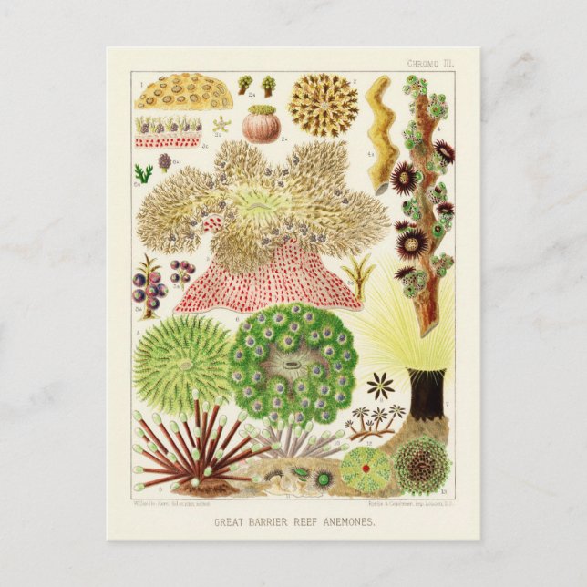 Australien Vintag Great Barrier Reef Poster Postkarte (Vorderseite)