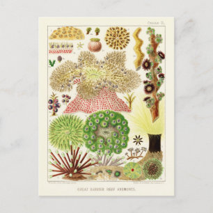 Australien Vintage Great Barrier Reef Poster Postkarte