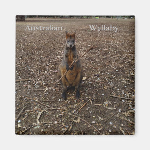 Australien Wallaby Eating Sticks, Fridge Magnet