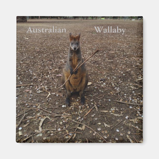 Australien Wallaby Eating Sticks, Fridge Magnet (Vorne)