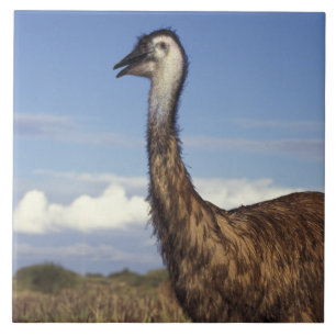 Australien, Westaustralien. Emu (Dromaius Fliese