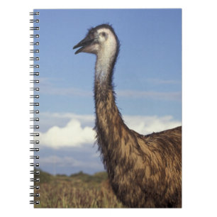 Australien, Westaustralien. Emu (Dromaius Notizblock