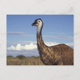 Australien, Westaustralien. Emu (Dromaius Postkarte
