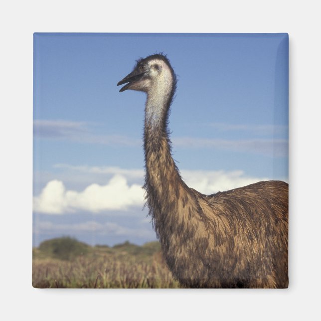Australien, Western Australien. Emu (Dromaius Magnet (Vorne)