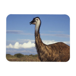 Australien, Western Australien. Emu (Dromaius Magnet