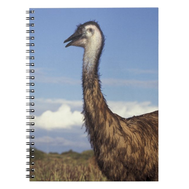 Australien, Western Australien. Emu (Dromaius Notizblock (Vorderseite)