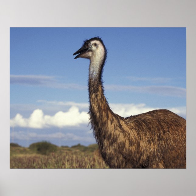 Australien, Western Australien. Emu (Dromaius Poster (Vorne)