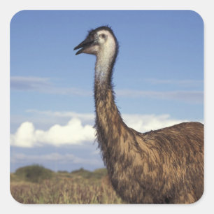 Australien, Western Australien. Emu (Dromaius Quadratischer Aufkleber