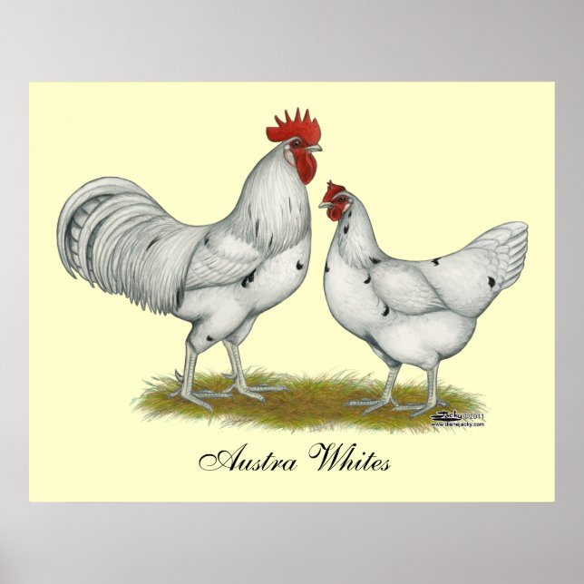Australien White Chickens Poster (Vorne)