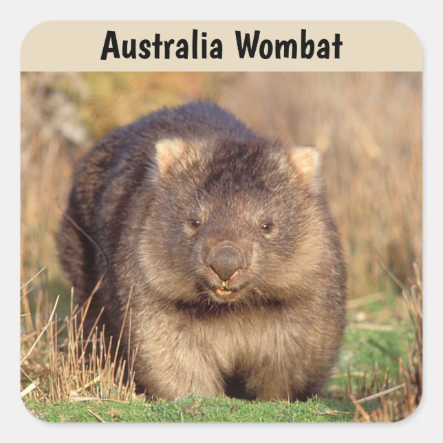 Australien Wombat Quadratischer Aufkleber (Vorderseite)