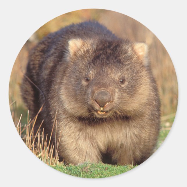 Australien Wombat Runder Aufkleber (Vorderseite)