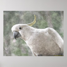 Australiens schwefelhaltiges Kakadu