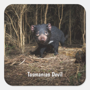 Australiens Tasmanischer Teufel Quadratischer Aufkleber