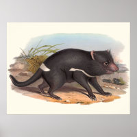 Australier der Tasmanische Teufel