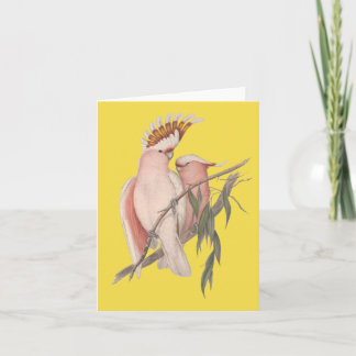 Australier Galah Karte John Gould
