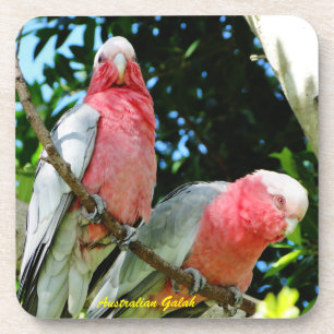 Australier Galah - rosa Cockatoo Getränkeuntersetzer