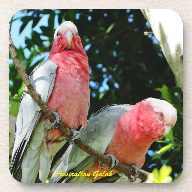 Australier Galah - rosa Cockatoo Getränkeuntersetzer (Vorderseite)