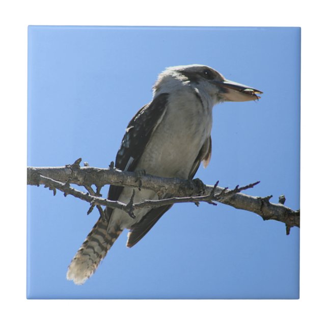 Australier Kookaburra Fliese (Vorderseite)
