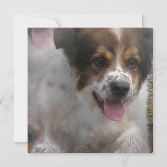 Australier Sheherd Welpen-Einladung Einladung (Vorderseite)