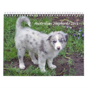 Australier Shepherds Kalender 2013