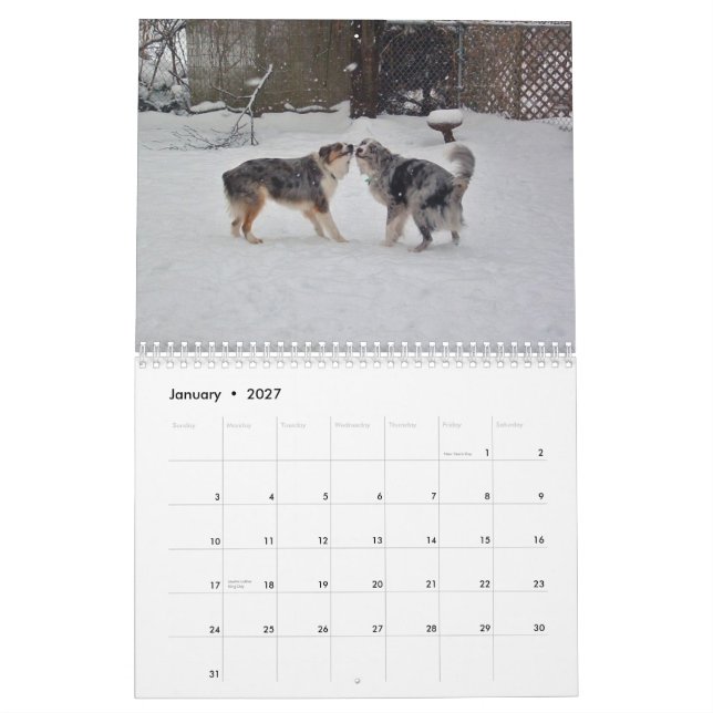 Australier Shepherds Kalender 2013 (Jan 2027)