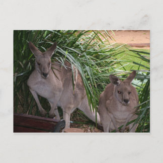 Australisch Eastern Gray Kangaroo Postkarte
